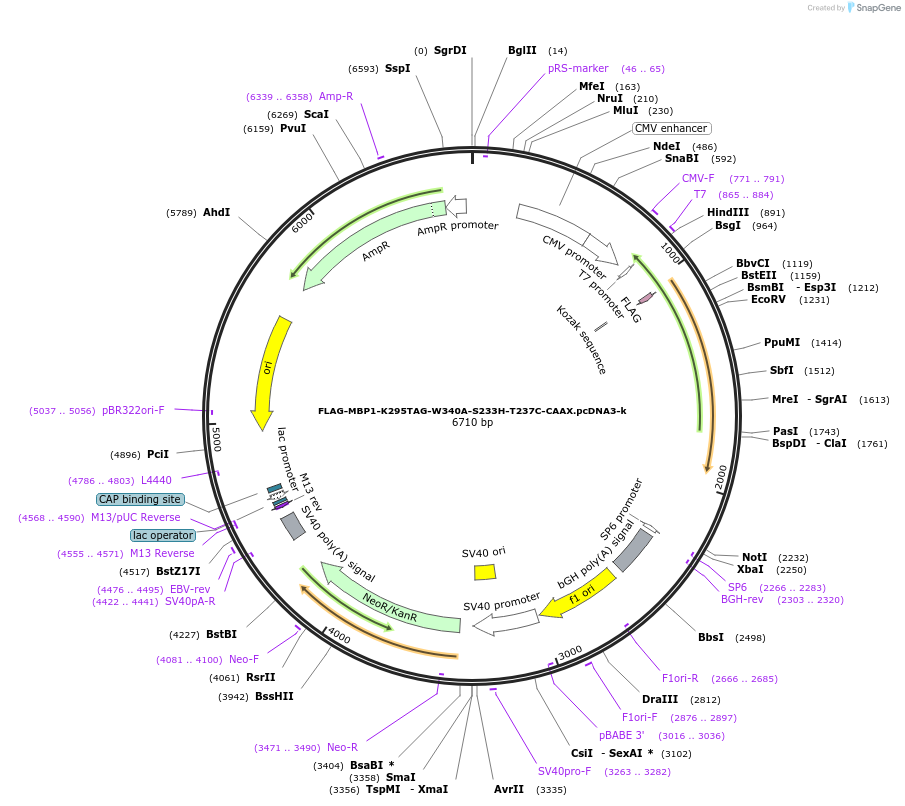 127403-plasmid-map-sequence-id-248720