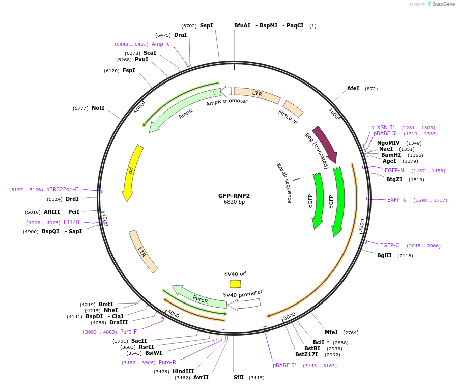 126544-plasmid-map-sequence-id-248723