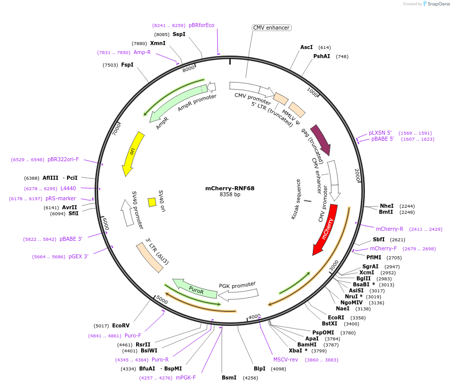 126545-plasmid-map-sequence-id-248724