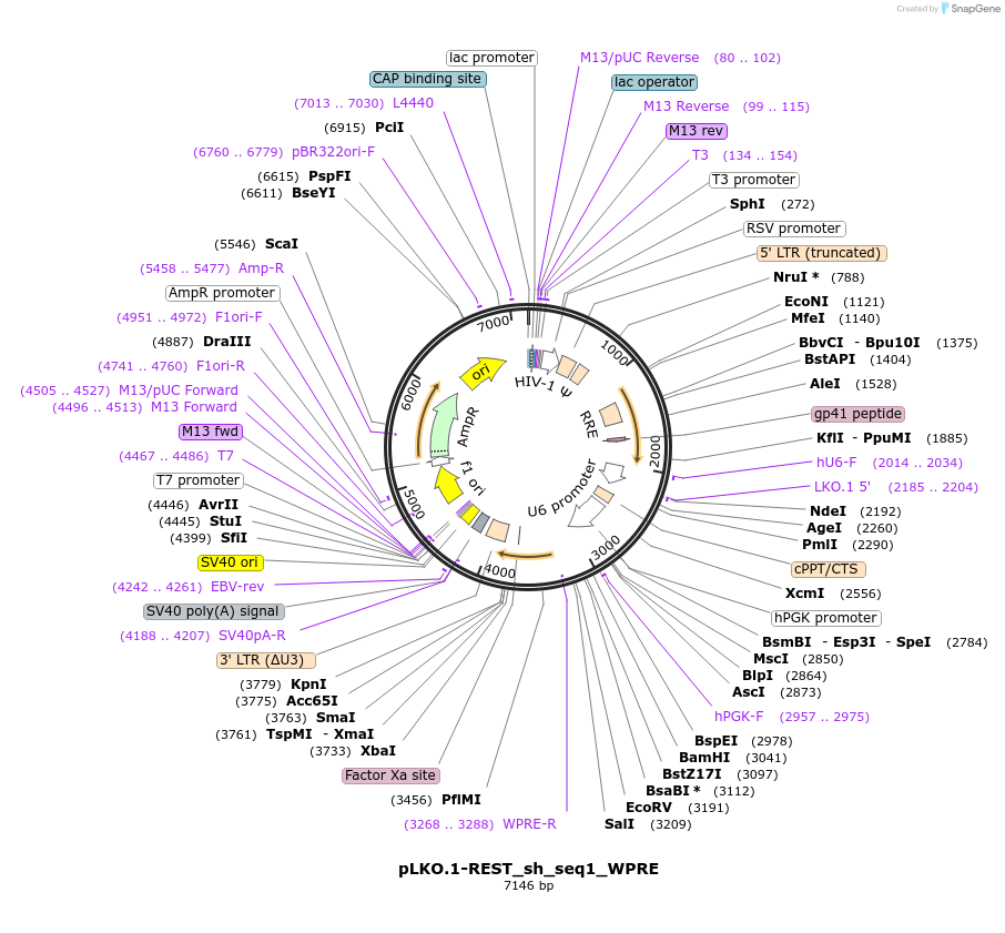 127573-plasmid-map-sequence-id-248725