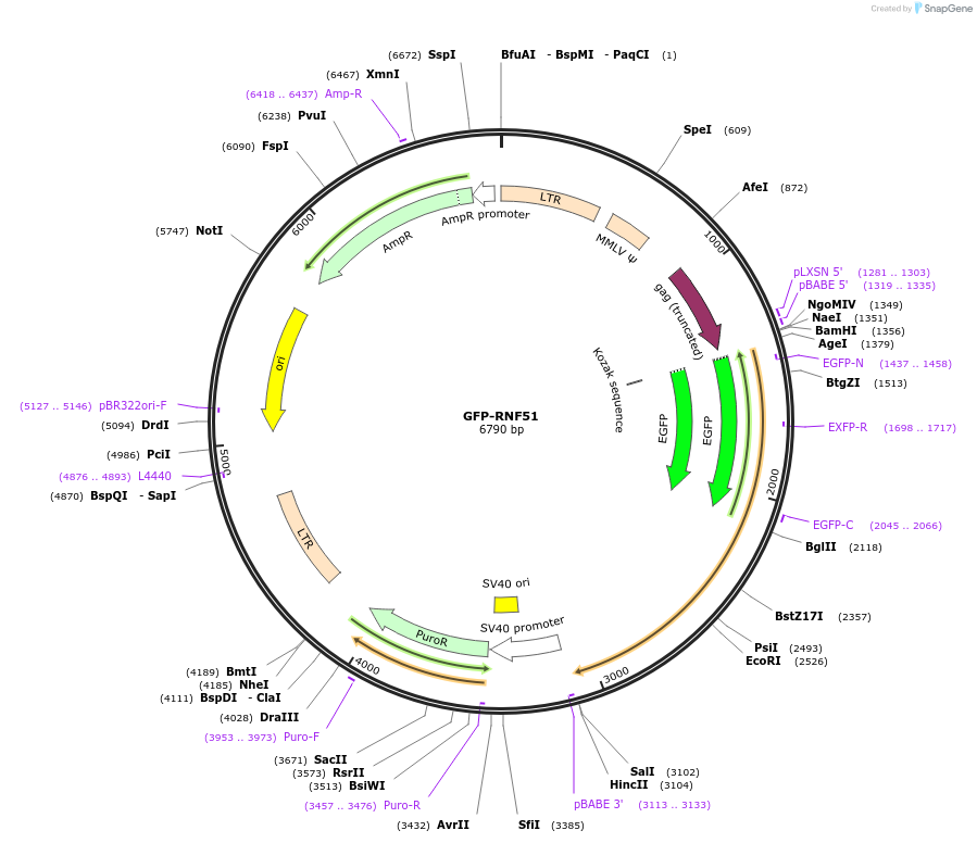 126546-plasmid-map-sequence-id-248728