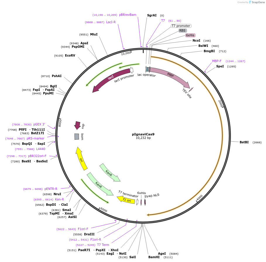 127595-plasmid-map-sequence-id-248750