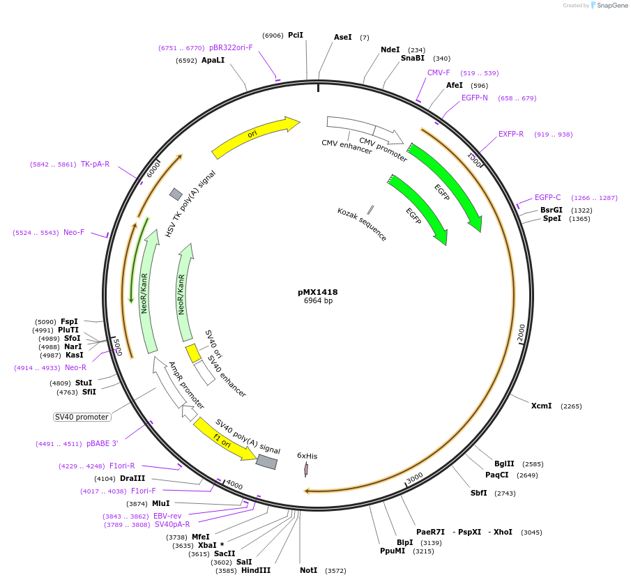 127856-plasmid-map-sequence-id-248751