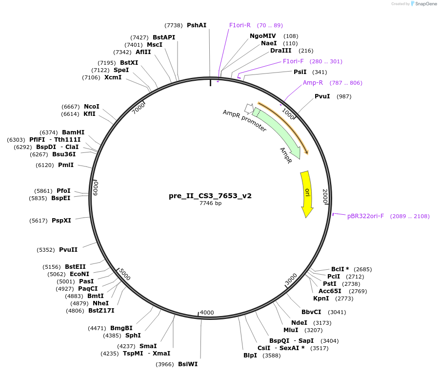 126855-plasmid-map-sequence-id-248756