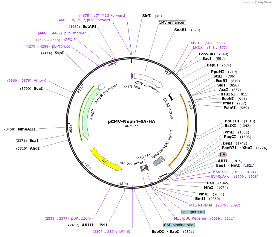 128103-plasmid-map-sequence-id-248758