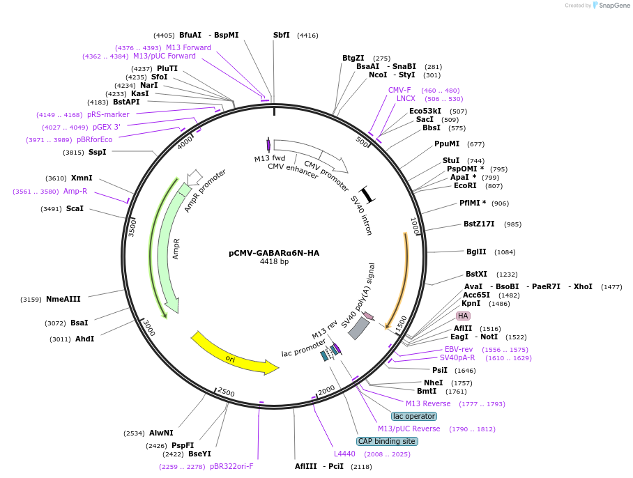128111-plasmid-map-sequence-id-248772