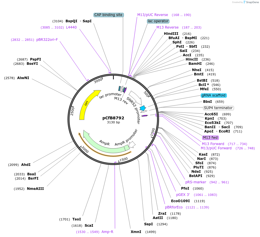 126910-plasmid-map-sequence-id-248788