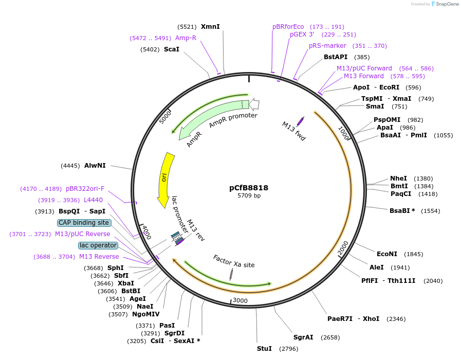126909-plasmid-map-sequence-id-248789