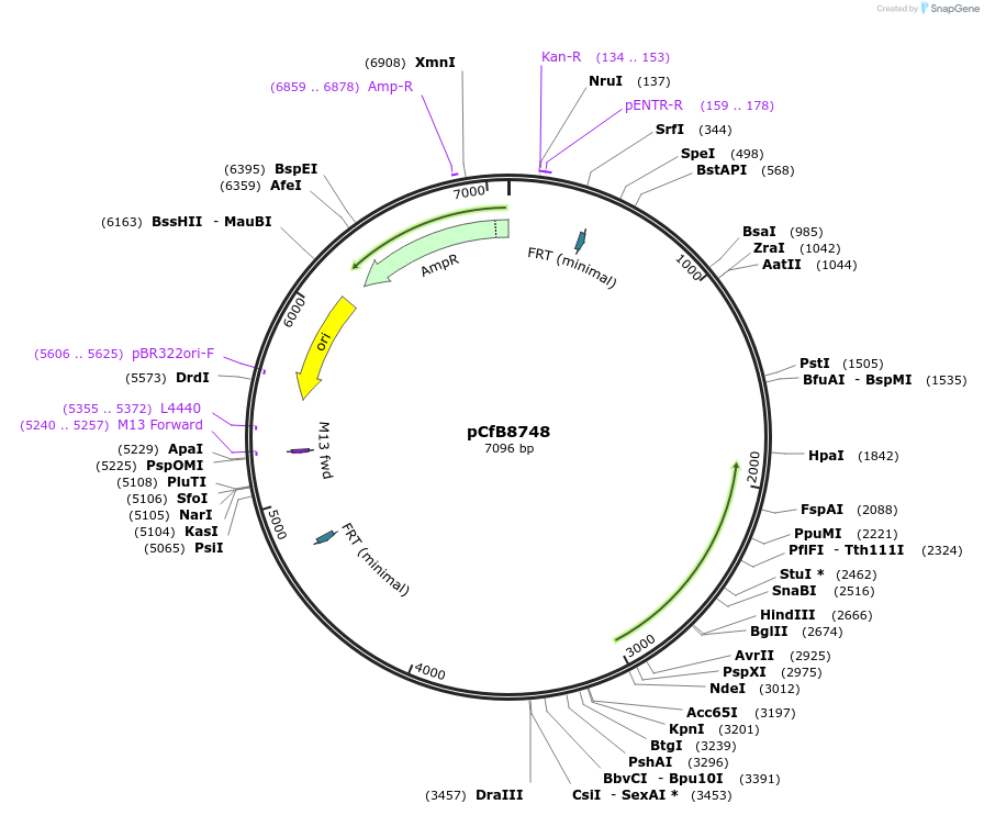126918-plasmid-map-sequence-id-248791