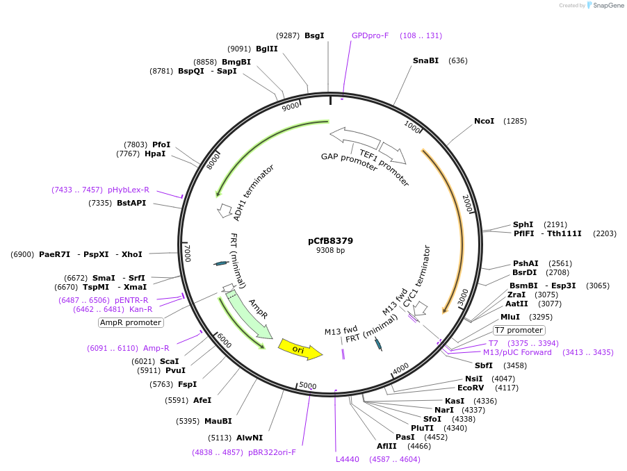 126913-plasmid-map-sequence-id-248795