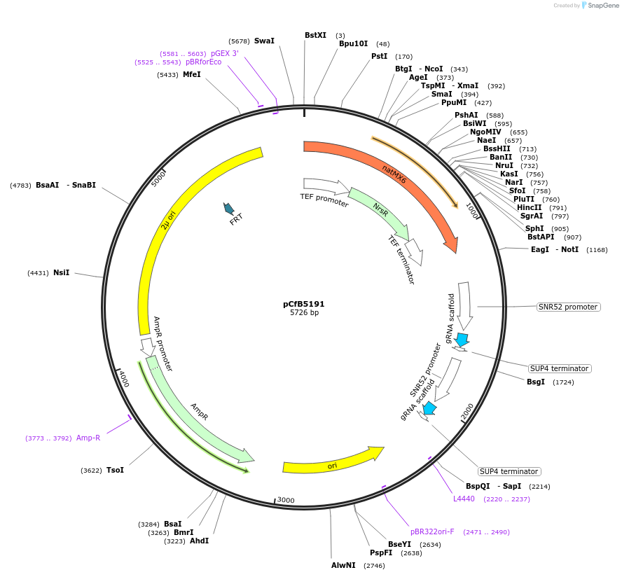 126911-plasmid-map-sequence-id-248798