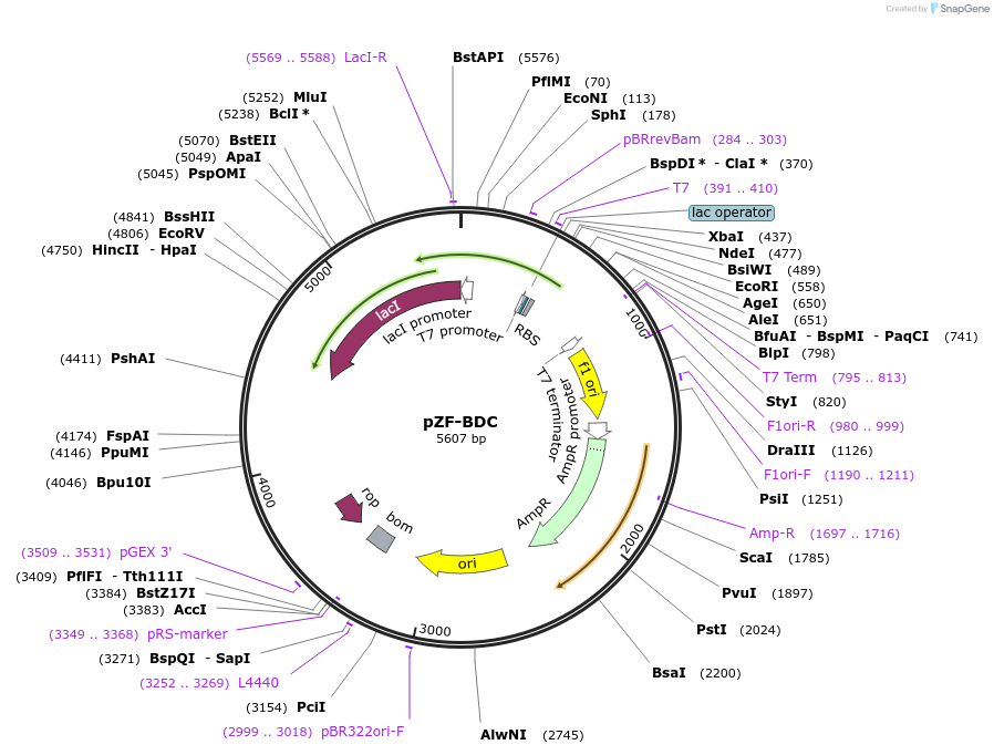 127473-plasmid-map-sequence-id-248845