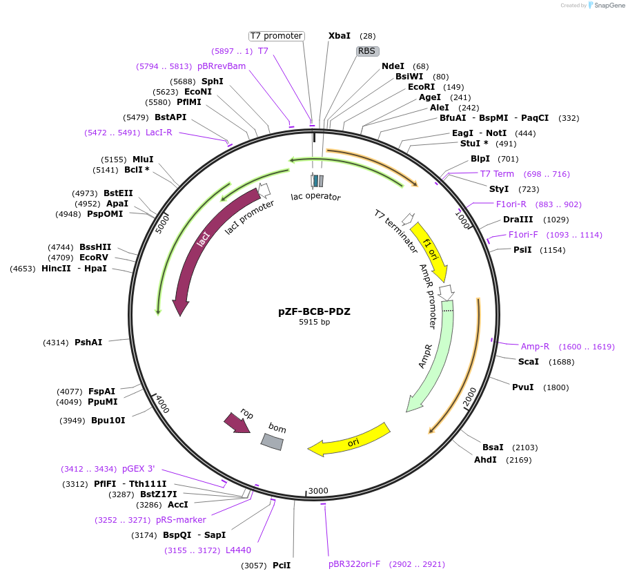 127478-plasmid-map-sequence-id-248851