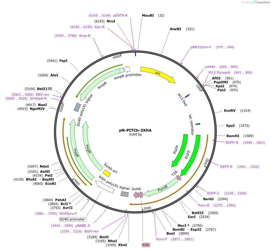 127881-plasmid-map-sequence-id-248866