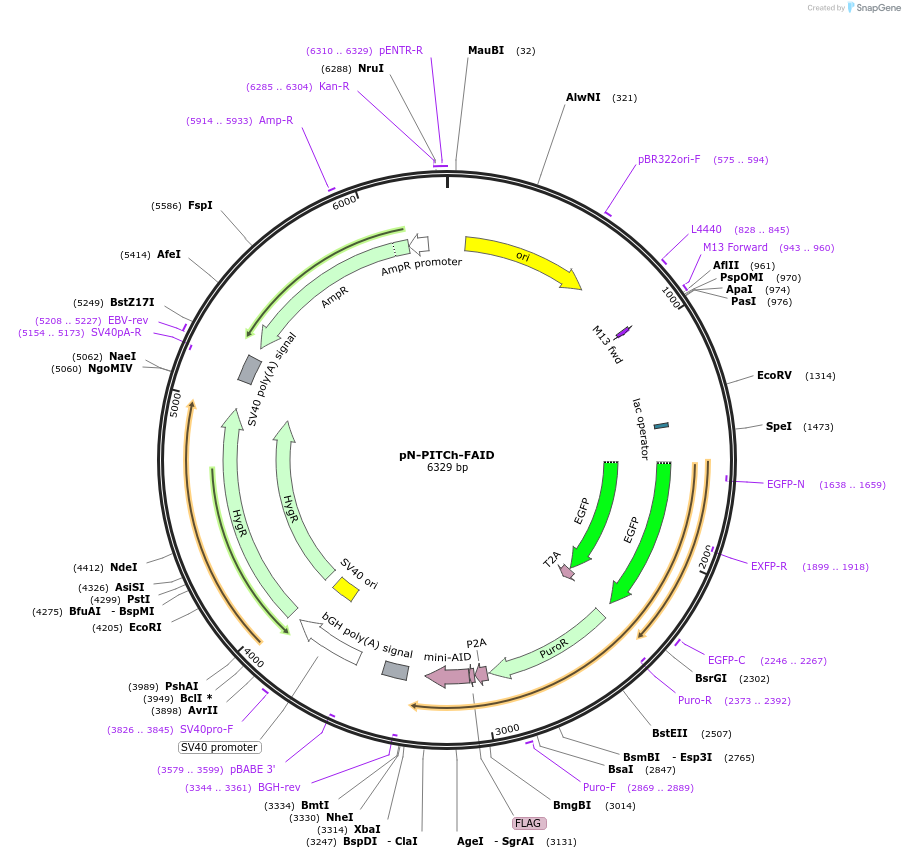 127885-plasmid-map-sequence-id-248875