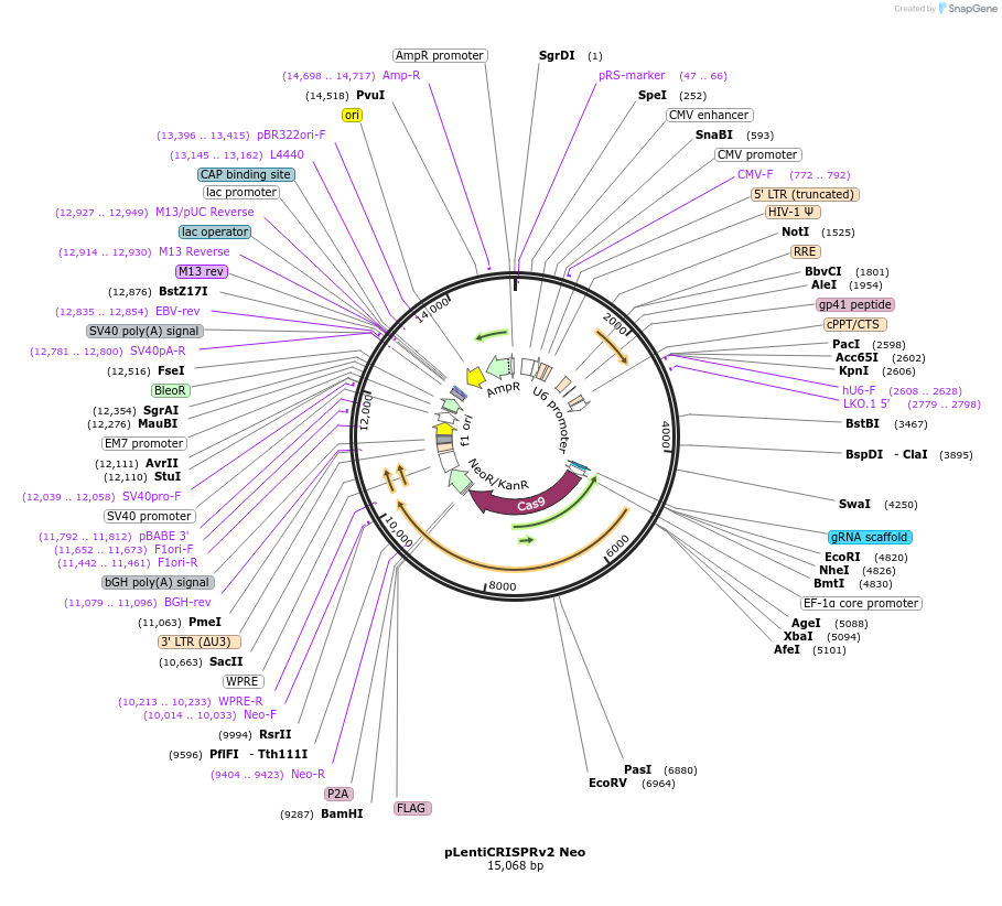 127644-plasmid-map-sequence-id-248932