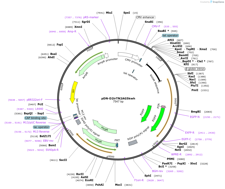 128253-plasmid-map-sequence-id-248939