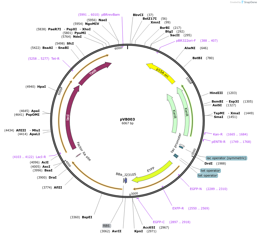 127187-plasmid-map-sequence-id-248942