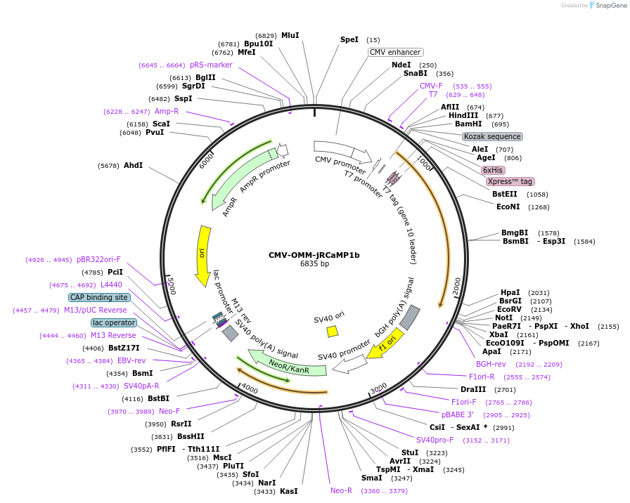 127871-plasmid-map-sequence-id-248944
