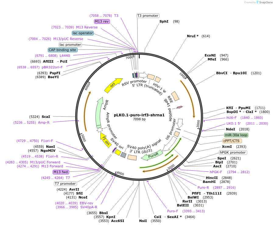 127648-plasmid-map-sequence-id-248952