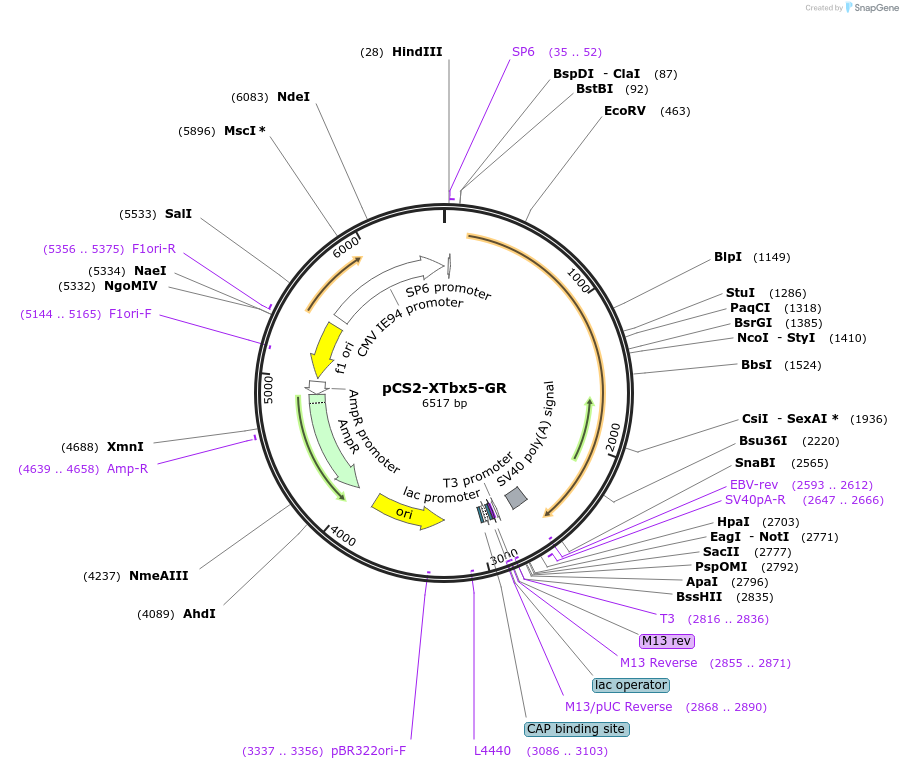 117248-plasmid-map-sequence-id-248960