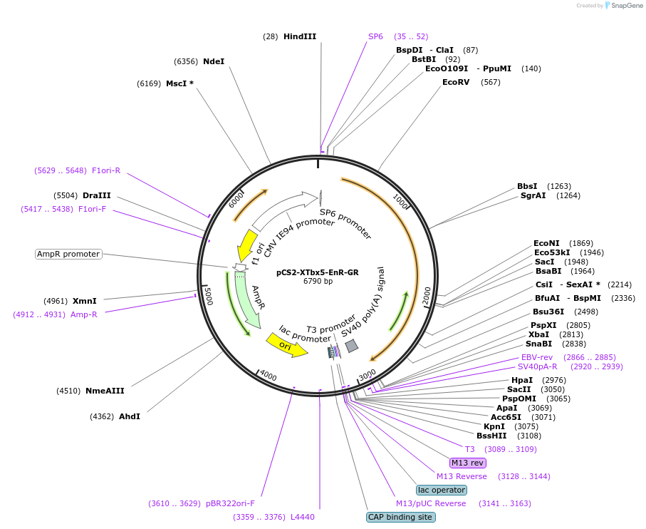 117250-plasmid-map-sequence-id-248968