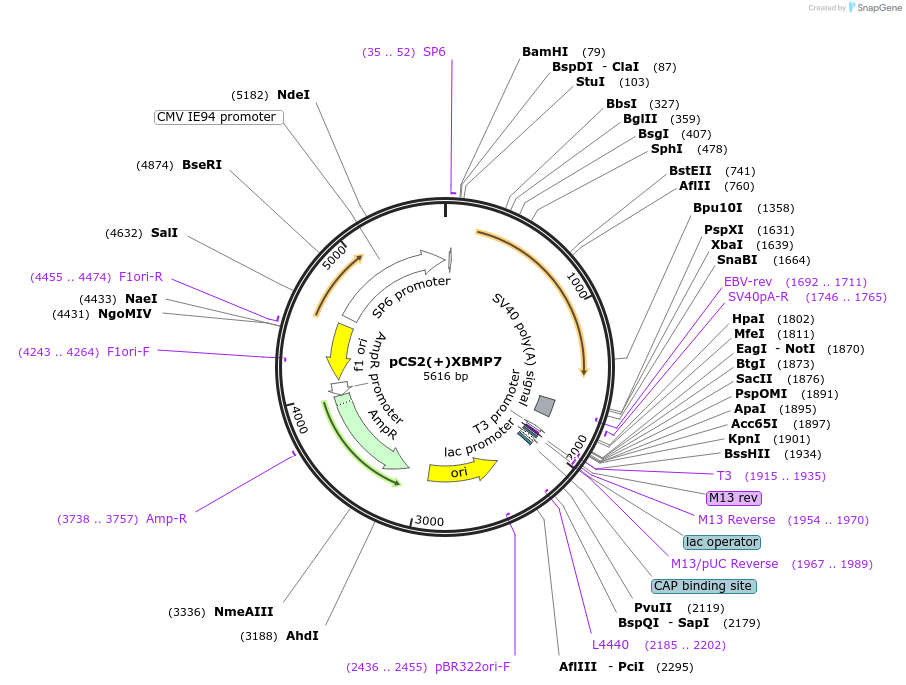 117256-plasmid-map-sequence-id-248972