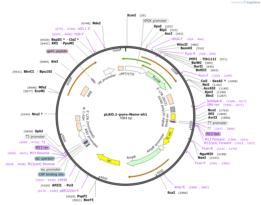 127650-plasmid-map-sequence-id-248973