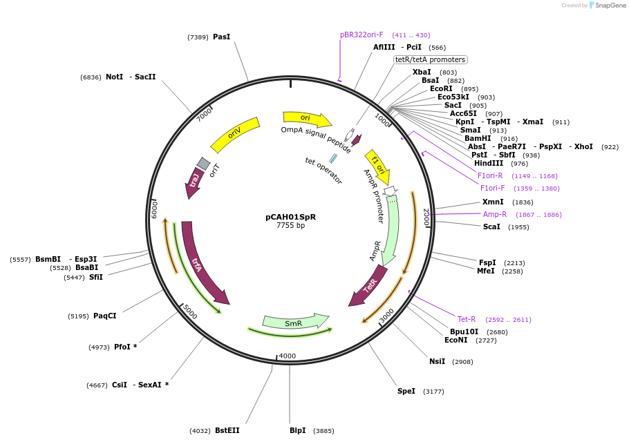 128159-plasmid-map-sequence-id-248974