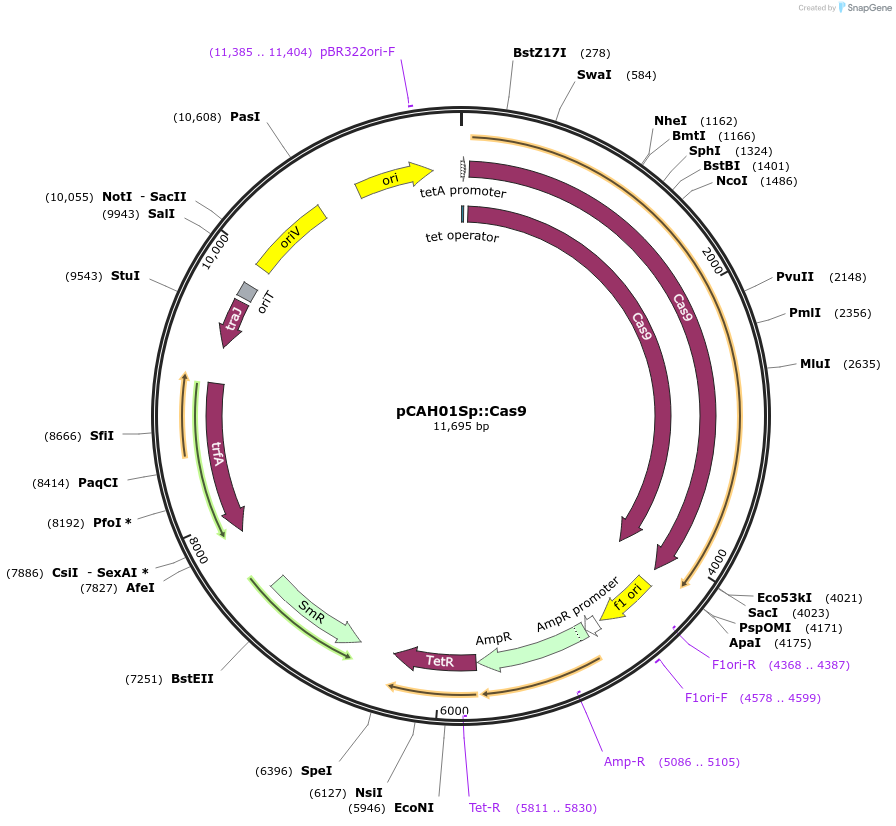 128160-plasmid-map-sequence-id-248980