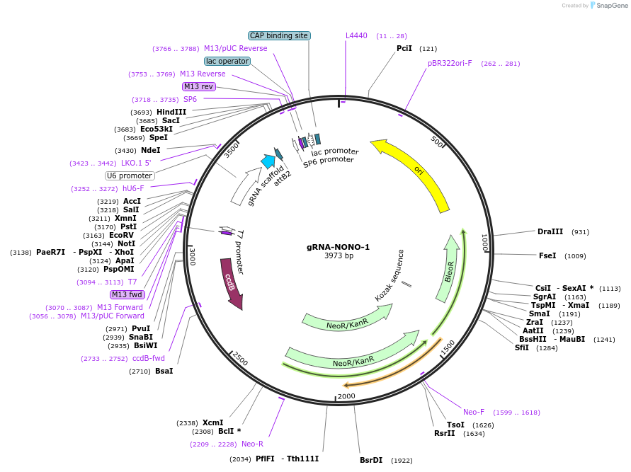 127654-plasmid-map-sequence-id-248982