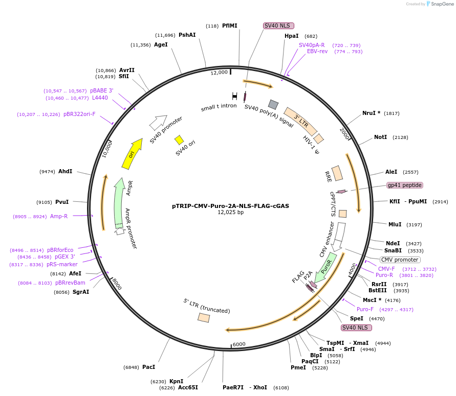 127656-plasmid-map-sequence-id-248988