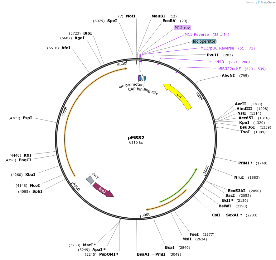 68110-plasmid-map-sequence-id-248992