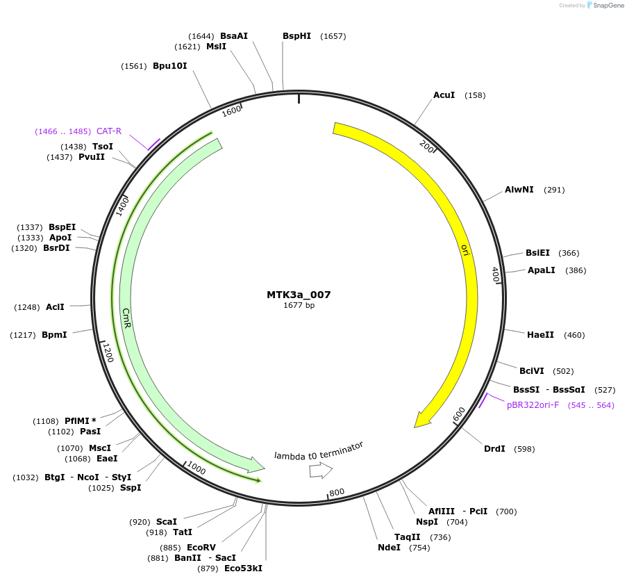123760-plasmid-map-sequence-id-249002