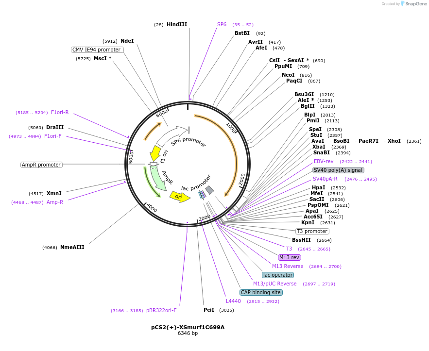 117245-plasmid-map-sequence-id-249009