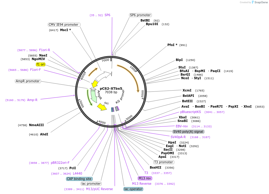 117247-plasmid-map-sequence-id-249012