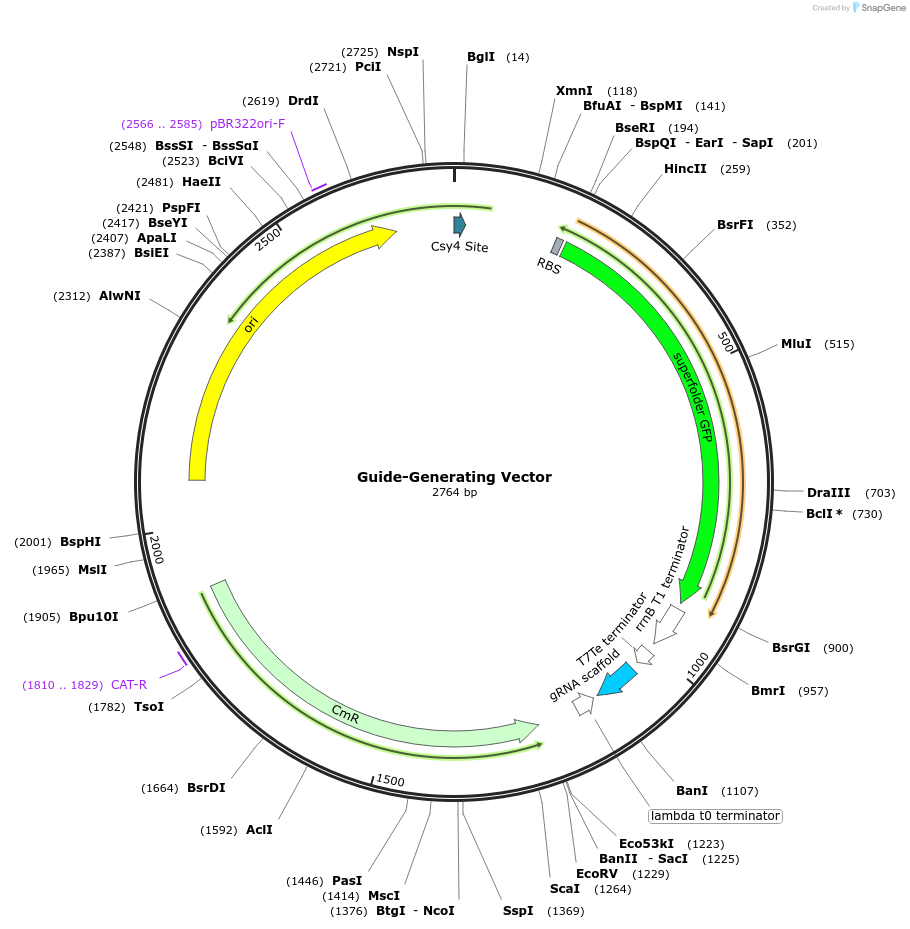 125752-plasmid-map-sequence-id-249038