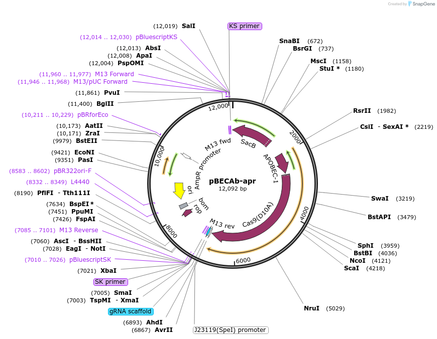 122001-plasmid-map-sequence-id-249040