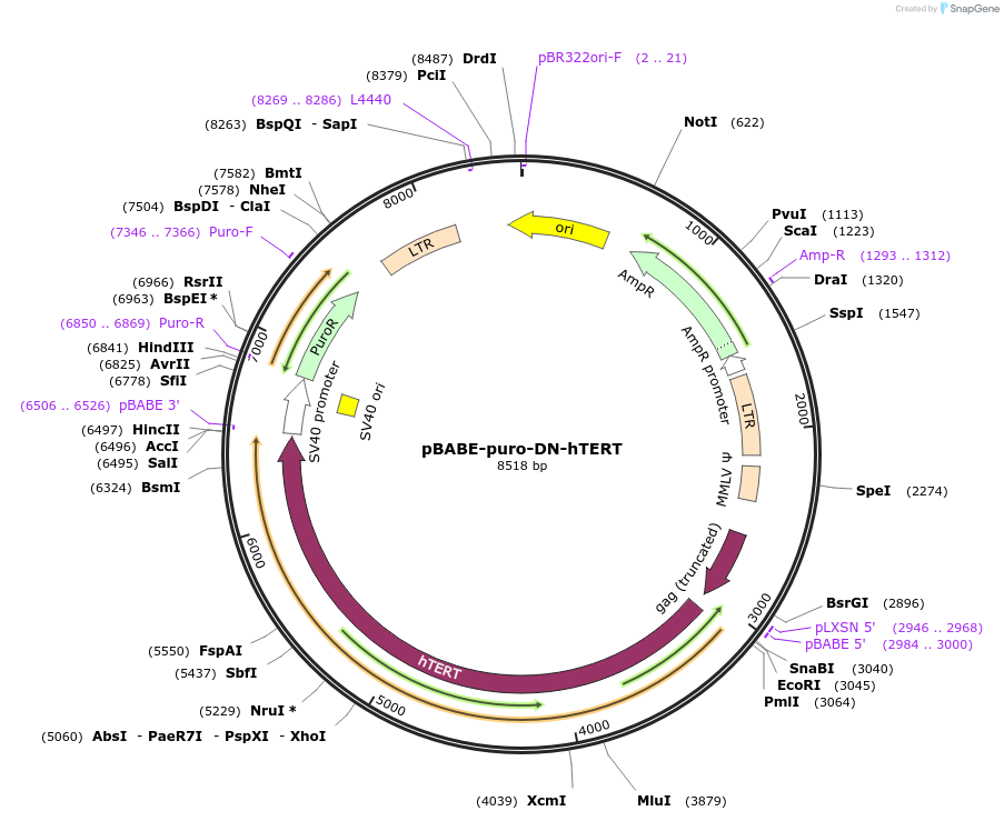 1775-plasmid-map-sequence-id-249044