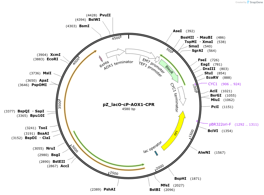 126742-plasmid-map-sequence-id-249046