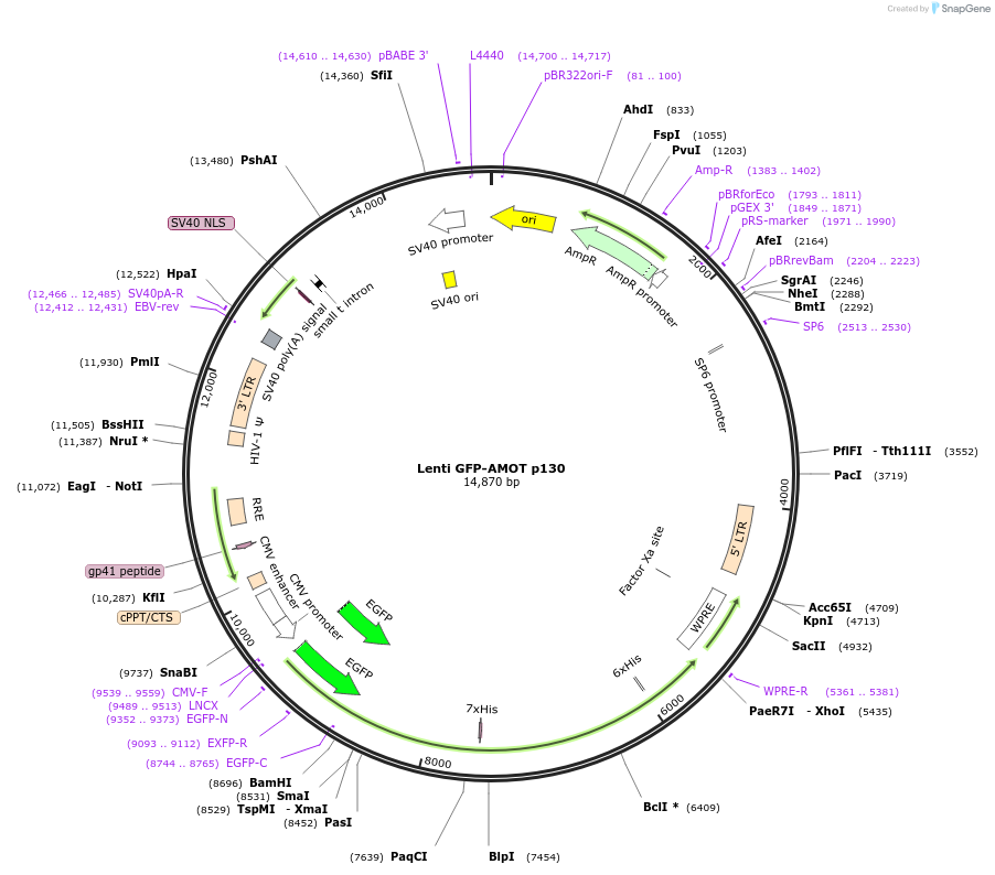 32828-plasmid-map-sequence-id-249050