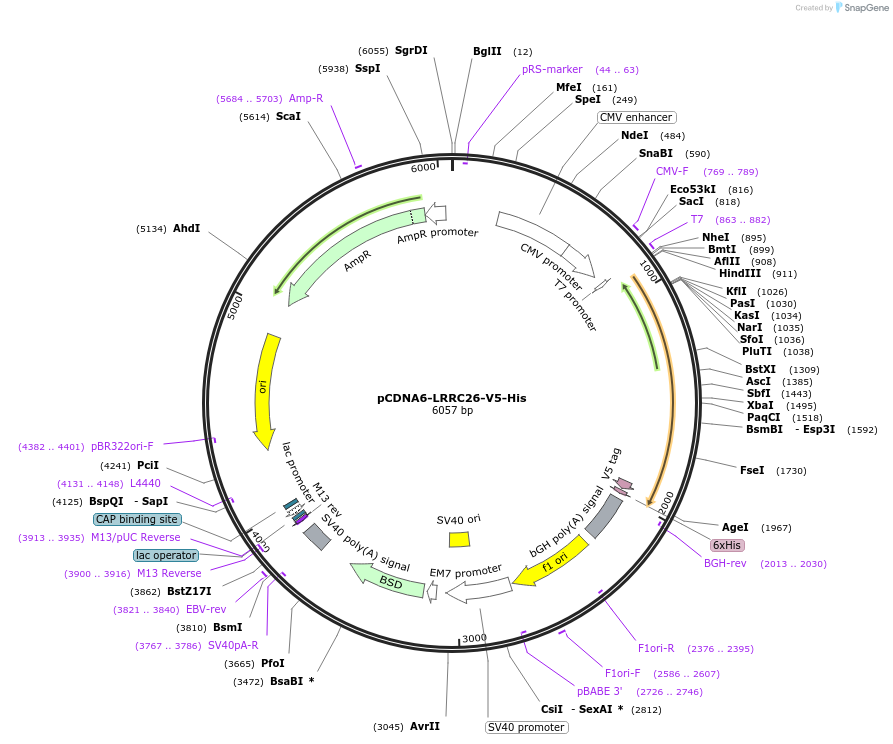 127817-plasmid-map-sequence-id-249057