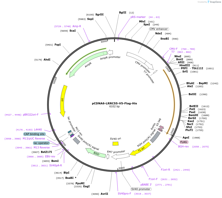 127819-plasmid-map-sequence-id-249067