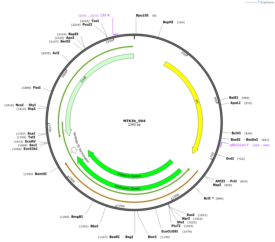 123785-plasmid-map-sequence-id-249089
