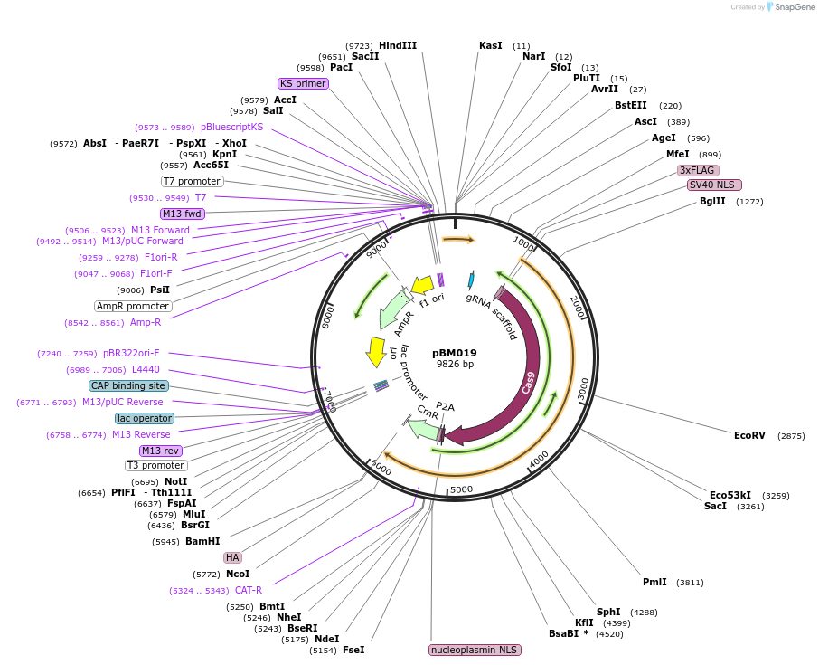 128179-plasmid-map-sequence-id-249095