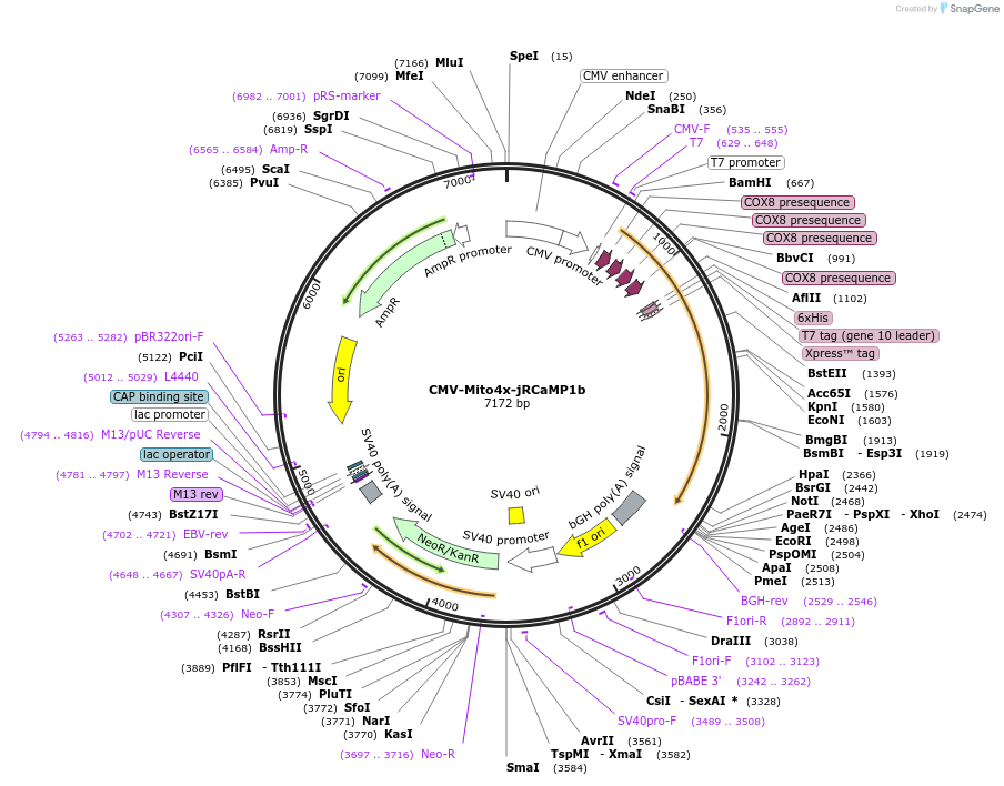 127873-plasmid-map-sequence-id-249098
