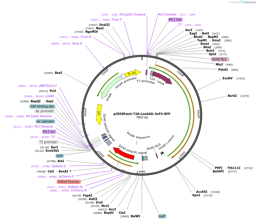 127558-plasmid-map-sequence-id-249127