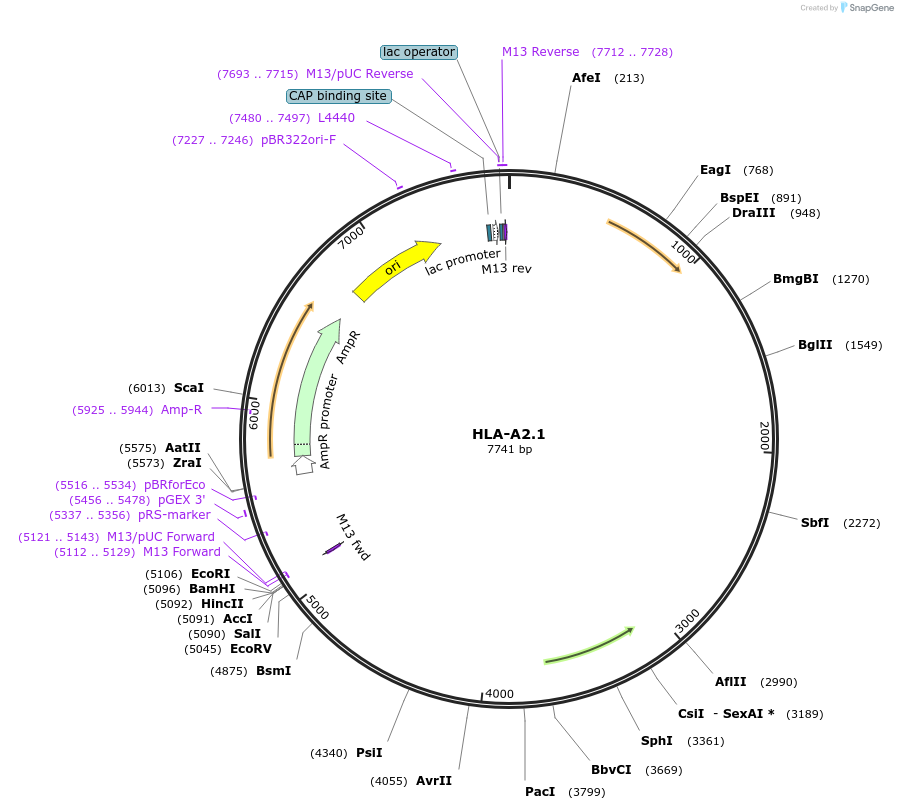14904-plasmid-map-sequence-id-249144