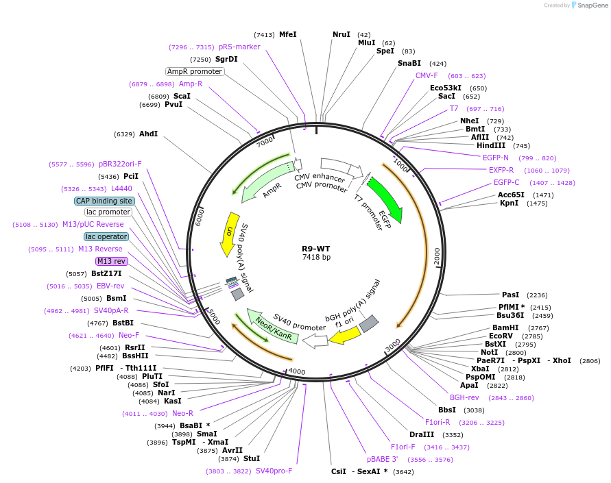 125210-plasmid-map-sequence-id-249151