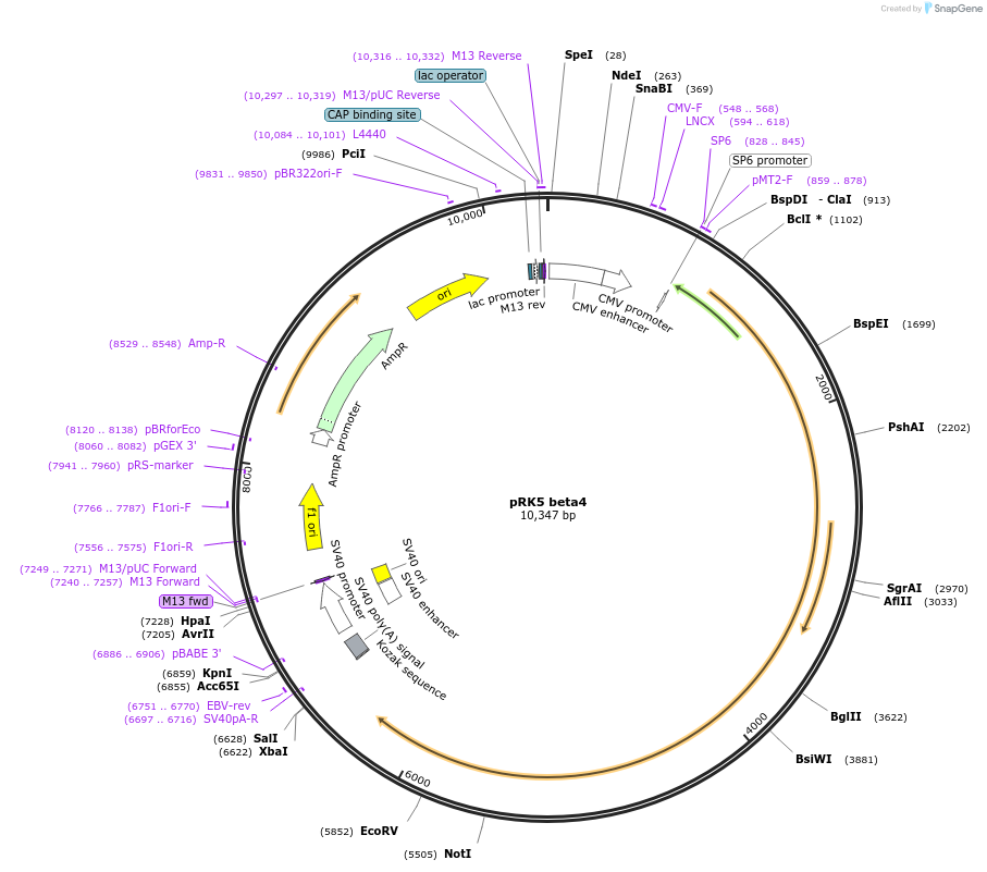 16037-plasmid-map-sequence-id-249159
